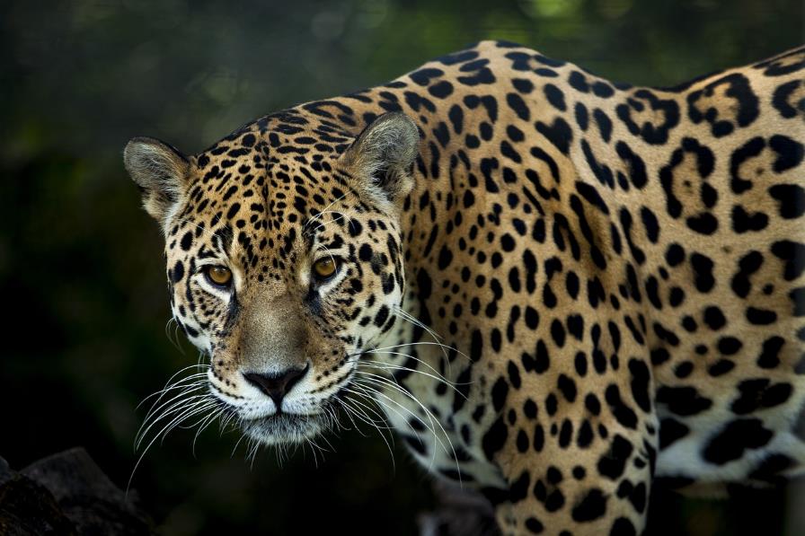 jaguar de la selva peruana